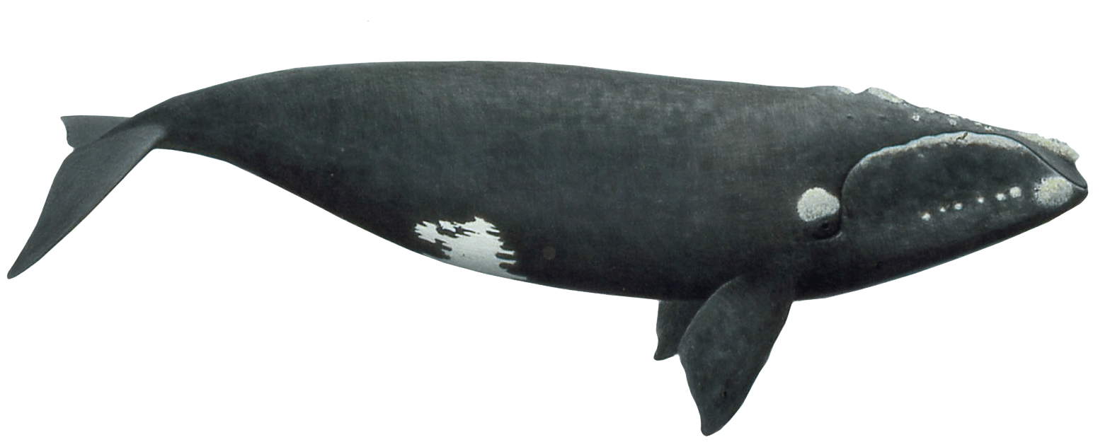 Ballena Franca Austral