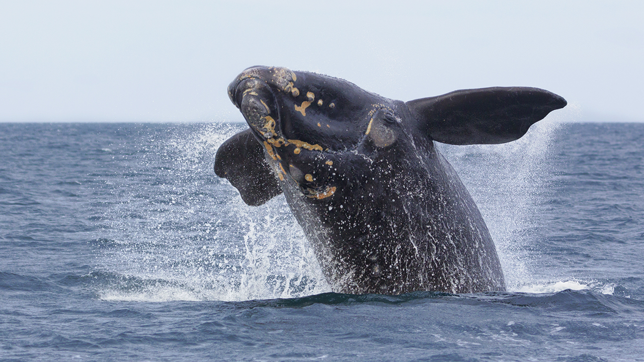 Ballena saltando