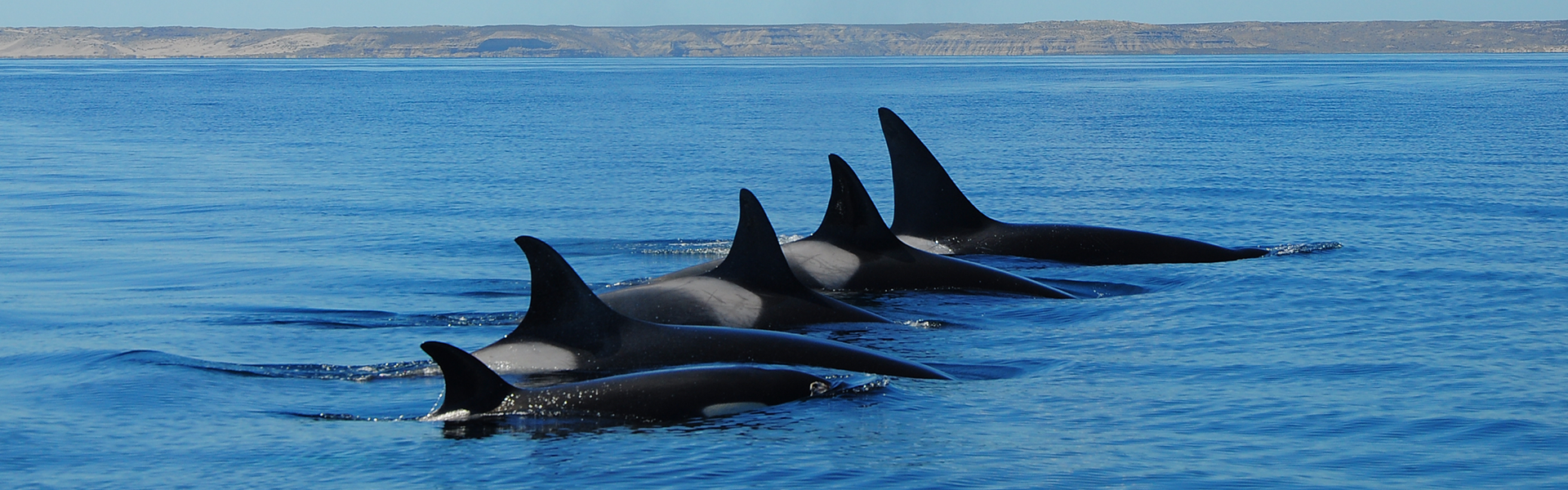 Orcas