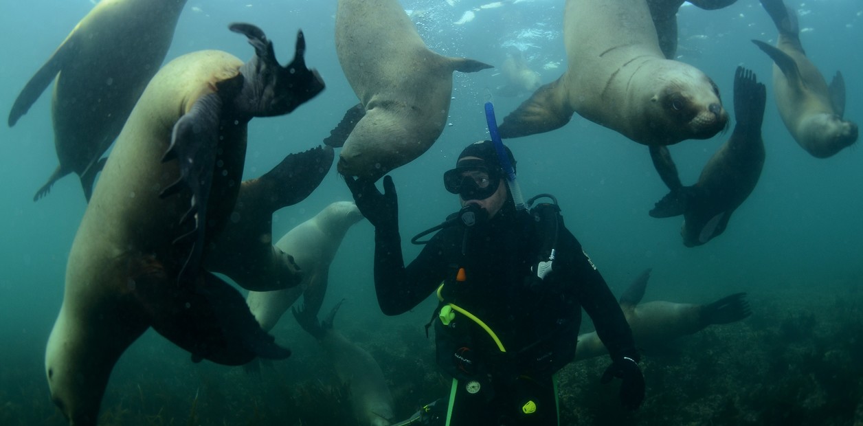 Fauna marina