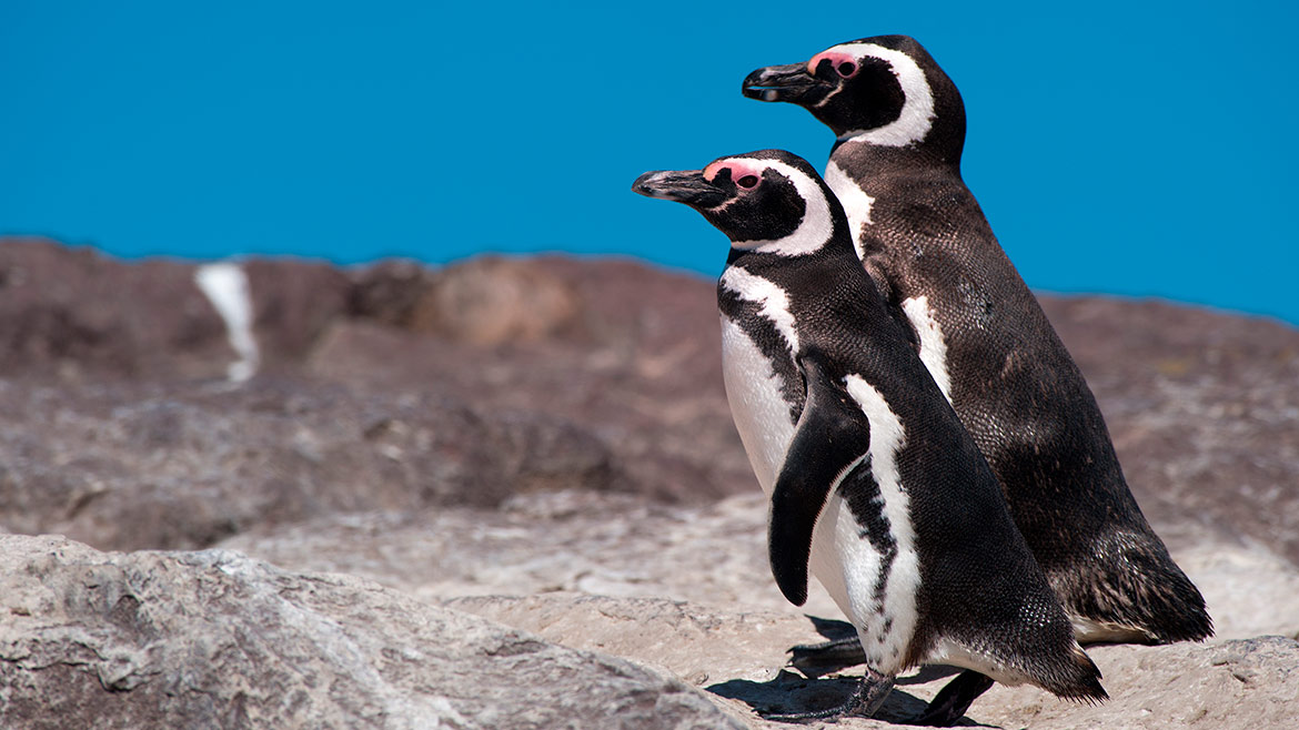 Pingüinos
